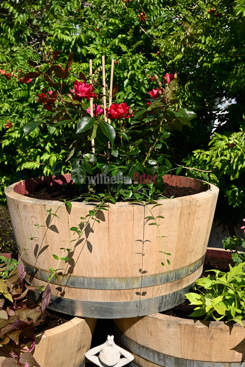 viertel_blumenkuebel_sonderaktion_3laIvJJCQirrmM